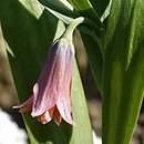 Fritillaria minuta