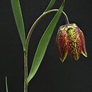 Fritillaria montana var. ohridense