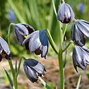 Fritillaria obliqua ssp. obliqua