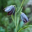Fritillaria obliqua ssp. tuntasia