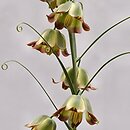 Fritillaria olgae