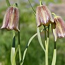 Fritillaria olivieri