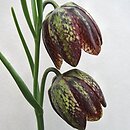 Fritillaria orientalis (szachownica wschodnia)