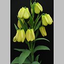 Fritillaria pallidiflora (szachownica bladokwiatowa)