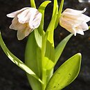 Fritillaria poluninii