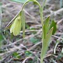 Fritillaria pontica (szachownica pontyjska)