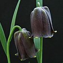 Fritillaria pyrenaica