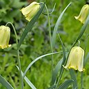 Fritillaria pyrenaica var. lutescens