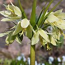 Fritillaria raddeana (szachownica Raddego)