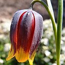 Fritillaria reuteri