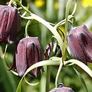 Fritillaria ruthenica