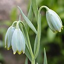 Fritillaria schliemannii