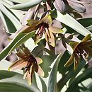 Fritillaria sewerzowii