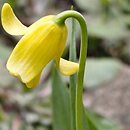 Fritillaria sibthorpiana