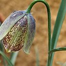 Fritillaria sororum