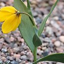Fritillaria speciotica