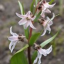 Fritillaria stenanthera