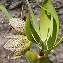 Fritillaria strausii