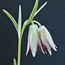 Fritillaria stribrnyi