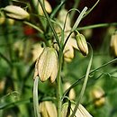Fritillaria thunbergii (szachownica Thunberga)
