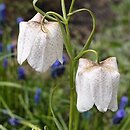 Fritillaria tortifolia