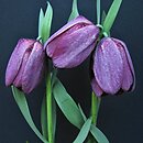 Fritillaria tubiformis ssp. tubiformis