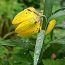 Fritillaria tubiformis ssp. moggridgei
