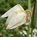 Fritillaria unibracteata