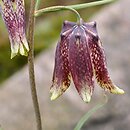 Fritillaria usuriensis
