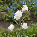 Fritillaria verticillata cv. Kara-sumbe