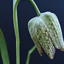 Fritillaria whittallii