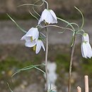 Fritillaria yuminensis