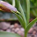 Fritillaria zagrica