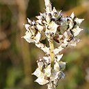 Froelichia gracilis