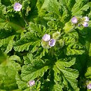 Fuertesimalva limensis
