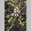 Fumaria capreolata (dymnica wielkokwiatowa)