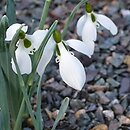Galanthus gracilis