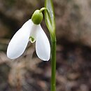 Galanthus woronowii
