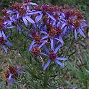 Galatella sedifolia