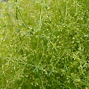 Galium parisiense (przytulia śródziemnomorska)