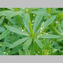 Galium tricornutum (przytulia trójrożna)