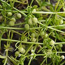 Galium verrucosum (przytulia wielkoowockowa)