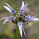 Nigella nigellastrum