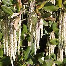 Garrya elliptica