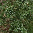 Garrya fremontii
