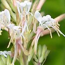 Oenothera gaura