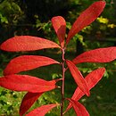 Gaylussacia frondosa