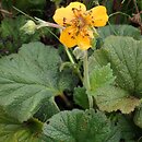 Geum ×borisii (kuklik Borysa)