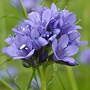 Gilia achilleifolia (gilia krwawnikolistna)