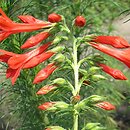 Ipomopsis rubra
